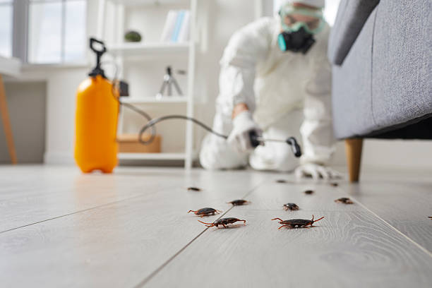 Post-Treatment Bed Bug Interceptor Monitoring in Shady Point